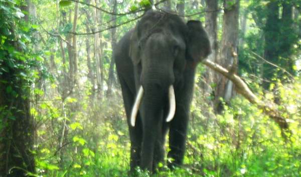 Les défenses d'un éléphant de forêt africaine