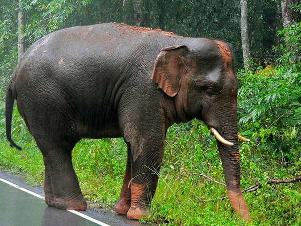 L'ossature d'un éléphant d'Asie diffère des deux autres espèces
