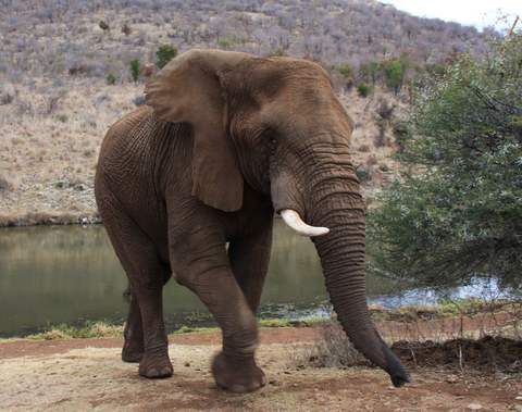 L'odorat de l'éléphant est inextricablement lié à sa trompe