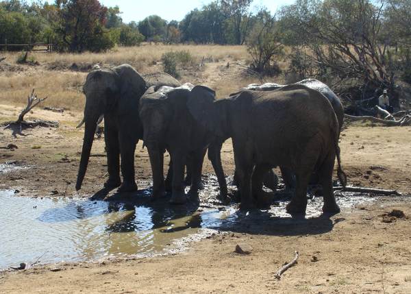Les éléphants ont besoin de beaucoup d'eau pour survivre