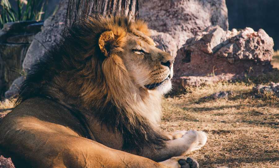 Le lion, ce roi des animaux