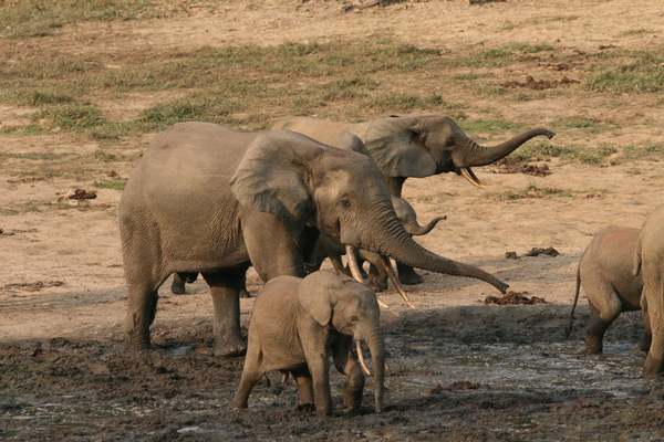 Les oreilles de l'éléphant de forêt africaine sont plus allongées