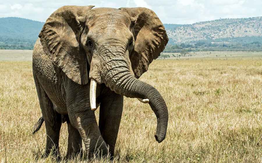 L'éléphant d'Afrique est le plus imposant des big five