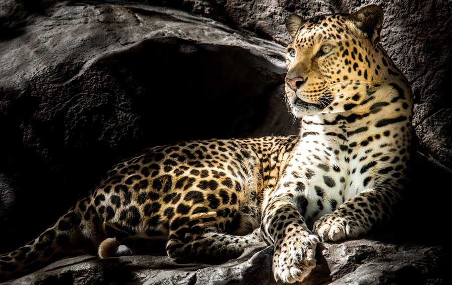 Le léopard d'Afrique, majestueux félin
