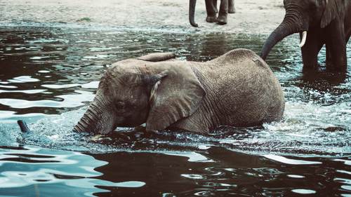 Les éléphants traversent la rivière avec une grande dextérité