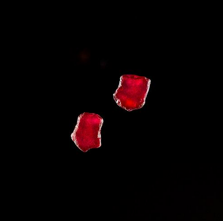 Pair of rough rubies from Gemfields