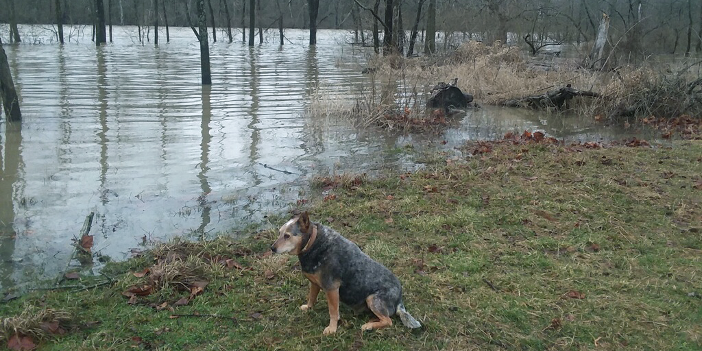 The Fleming Family Farmdog, Dish, sitting next to a flooded area. 