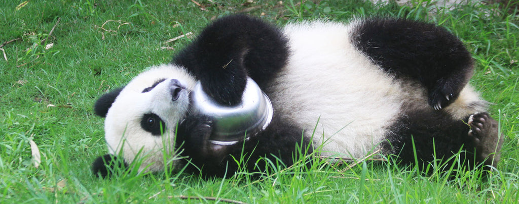 Panda lèche bol en métal