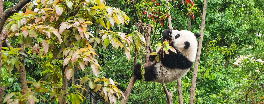 Panda grimpe aux arbres