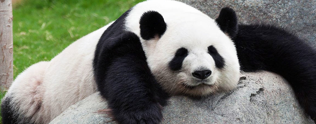 Panda Paresseux