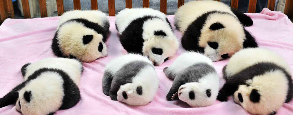 Plusieurs Bébés Pandas