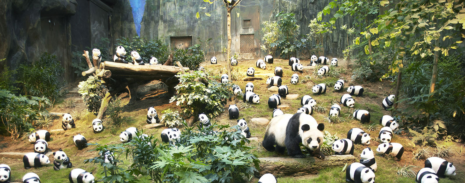 Pandas Ocean Park