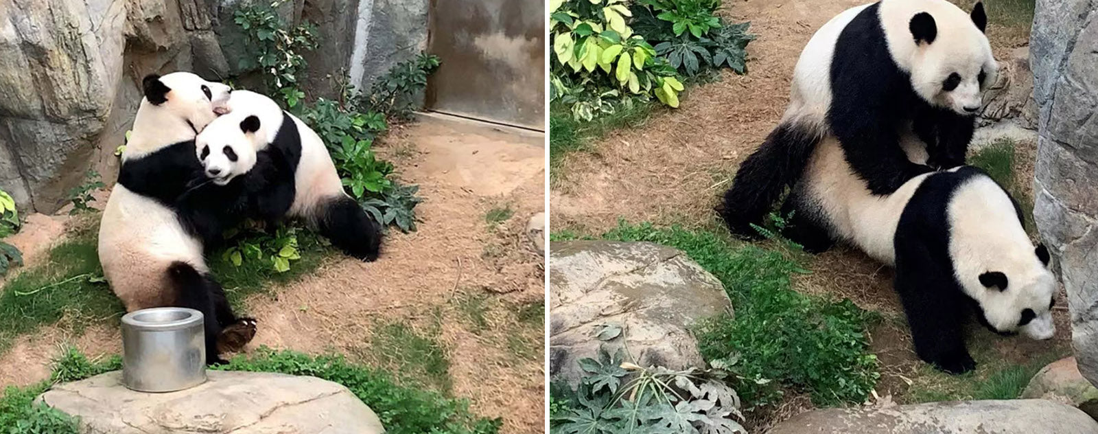 Pandas Ocean Park s'accouplent coronavirus