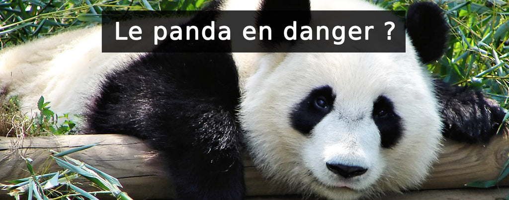 Panda en danger