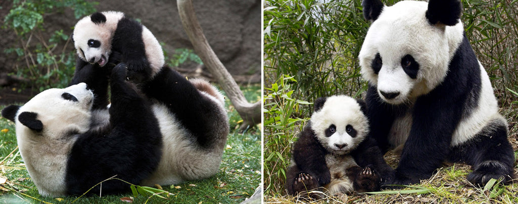 Maman Panda avec son Petit