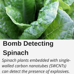 Bomb Detecting Spinach