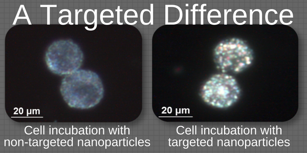 Functioanlized and Conjugated Gold Nanoparticles Illuminate Cellular Targets 