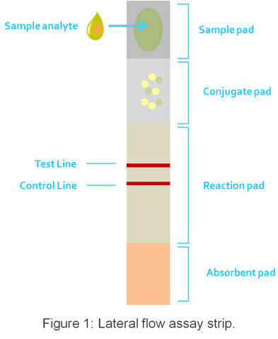 Gold Nanoparticle contrast agents for Lateral Flow Assays