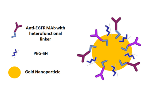 Gold Nanoparticles for Molecular Targeting