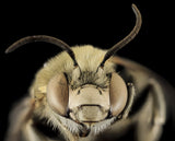 Bee Venom and Nanoparticles Combine to Fight Disease