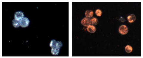 Cancer cell targeting using Gold nanoparticles conjugated with Anti-EGFR