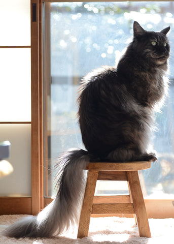 Full Size Black Smoke Maine Coon