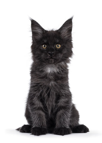 Black Smoke Maine Coon Kitten