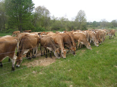 cattle electric fencing