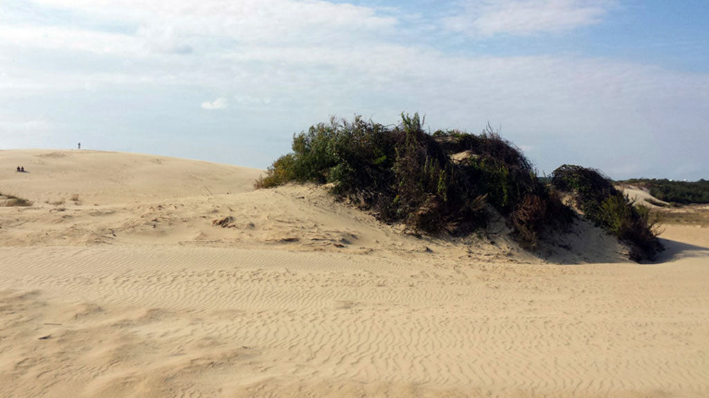 Dunes at Jockey's Ridge State Park in Nags Head, NC