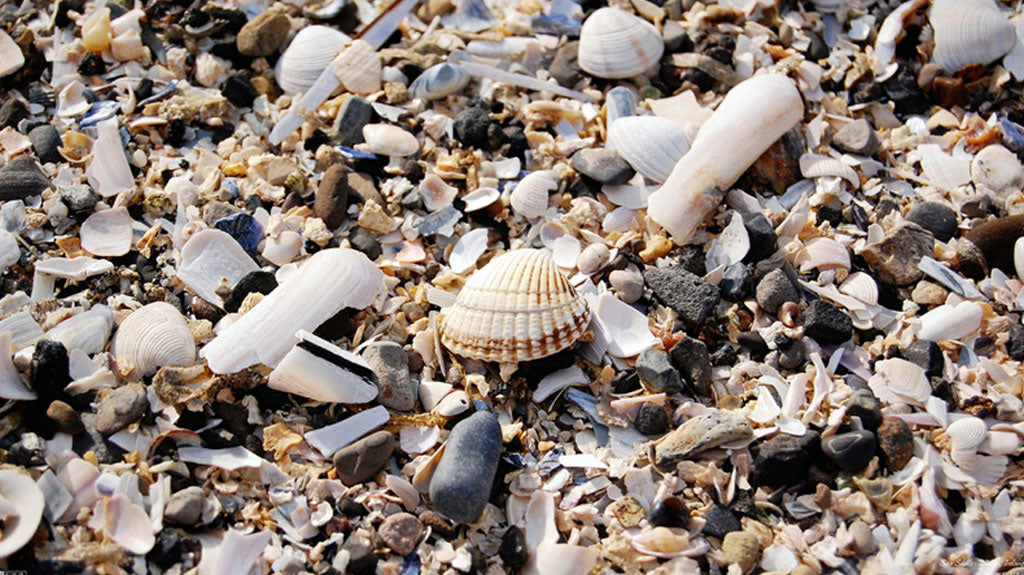 Seashells Outer Banks NC Beachcombers Guide