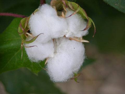 Cotton Flower