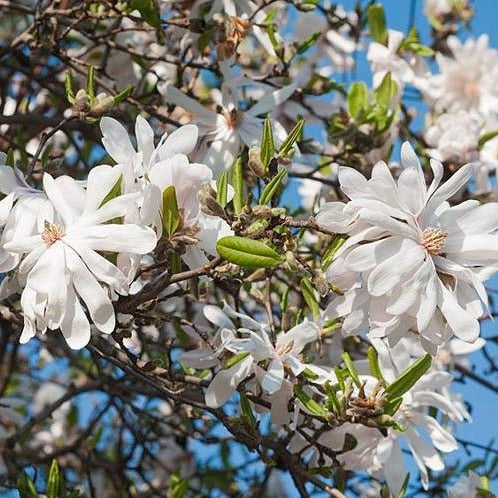 pink magnolia flower tree