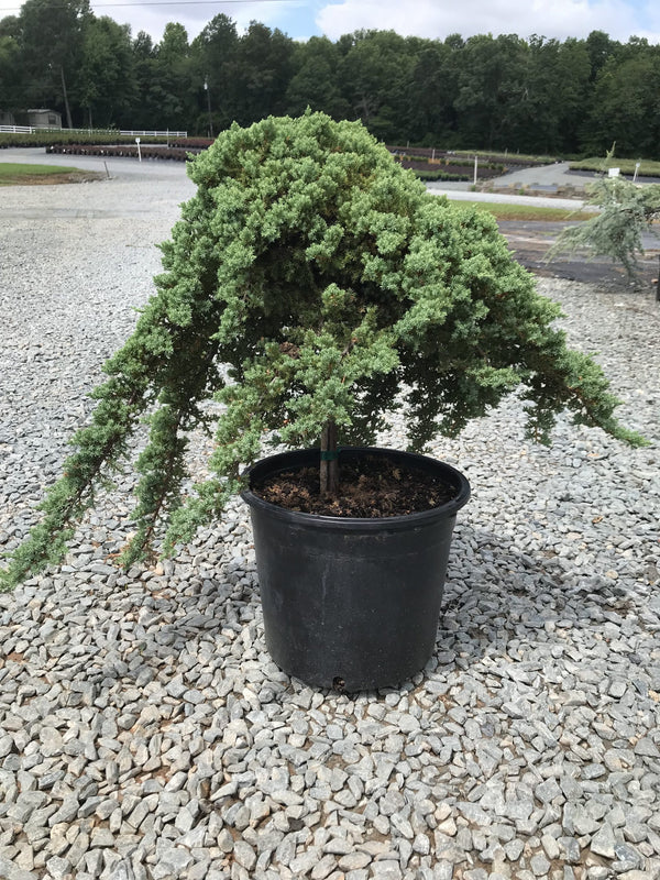 Dwarf Japanese Garden Juniper