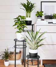 Load image into Gallery viewer, how to display houseplants. potted plants.