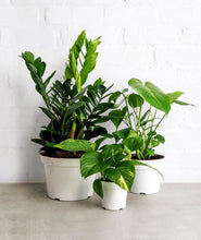 Load image into Gallery viewer, zz plant, pothos plant, monstera. online plant delivery