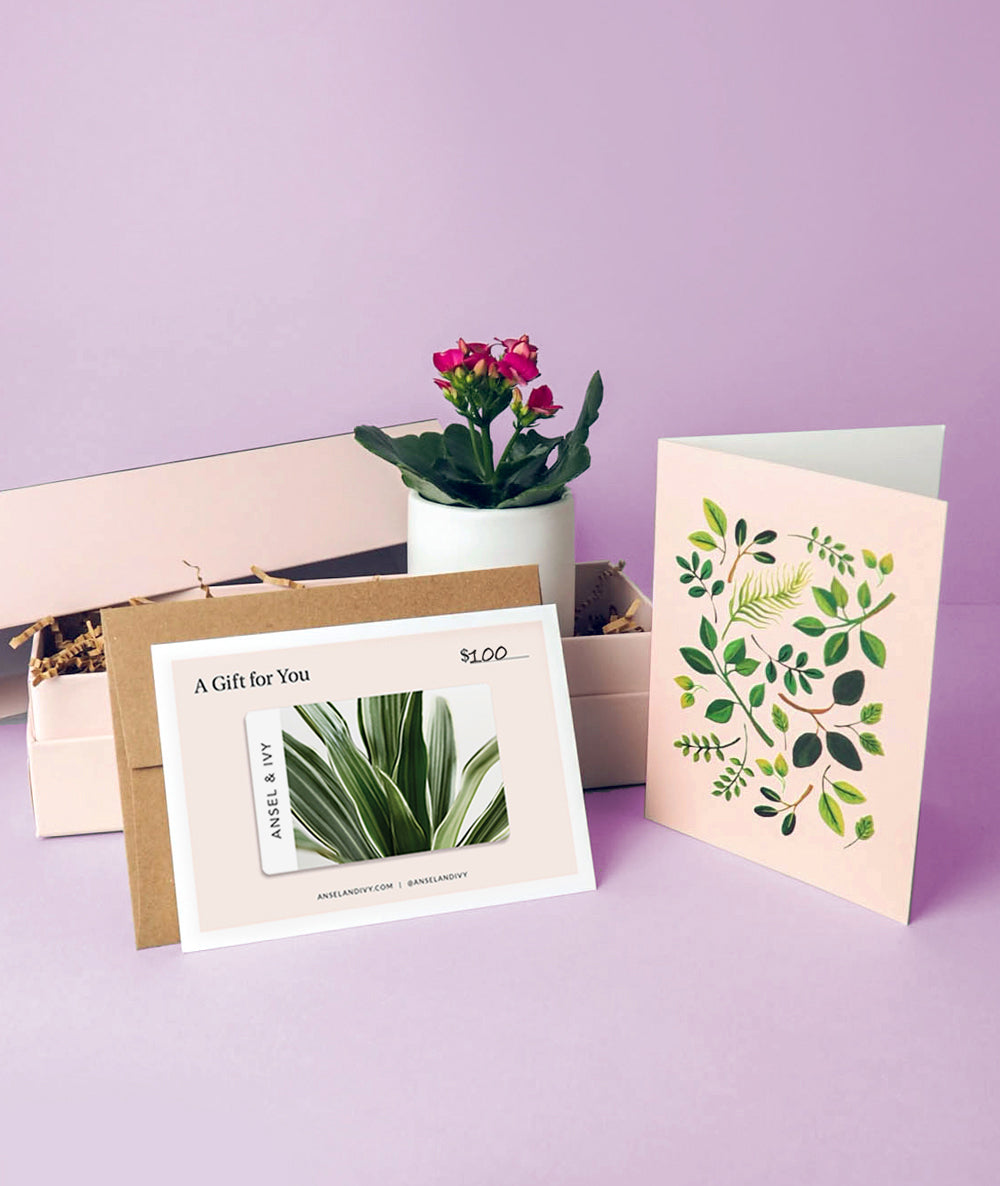 Kalanchoe Gift Card Set