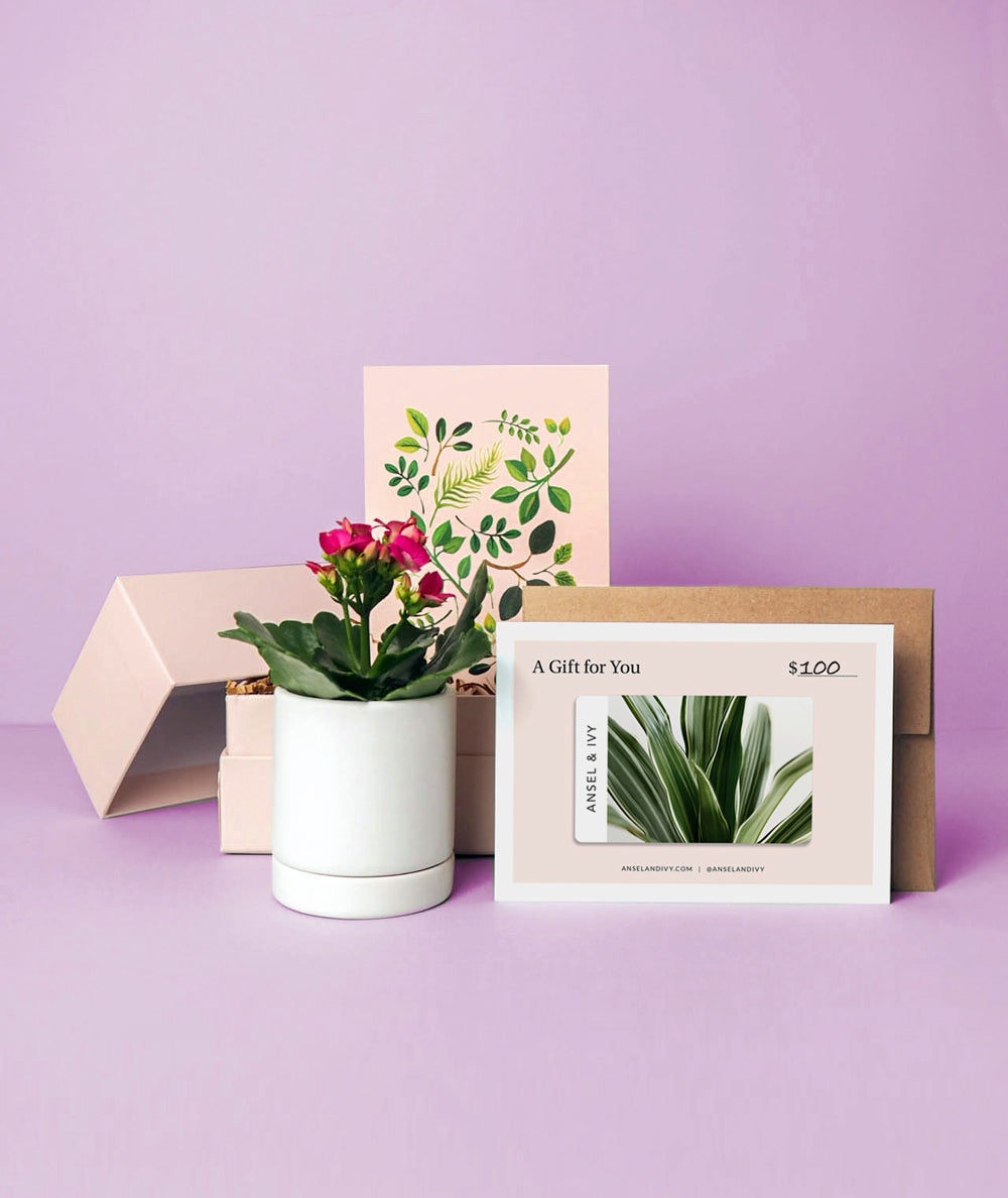 Kalanchoe Gift Card Set