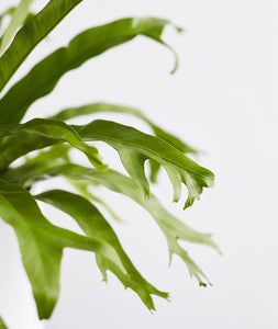 Bird's Nest Fern.