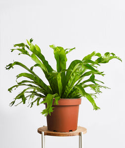 Bird's Nest Fern, Asplenium nidus houseplant. Ferns are safe for cats and not toxic to dogs. Shop online and choose from pet-friendly, air-purifying, and easy-to-grow houseplants anyone can enjoy. Free shipping on orders $100+.