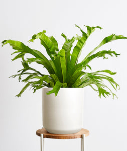 Bird's Nest Fern