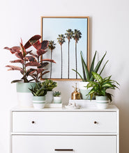 Load image into Gallery viewer, California coastal home decor with potted plants. Ruby Rubber Tree. Snake Plant. Aloe plant. Gold mister. Palm tree wall art.
