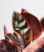 Load image into Gallery viewer, Ruby Rubber Tree - Ansel & Ivy