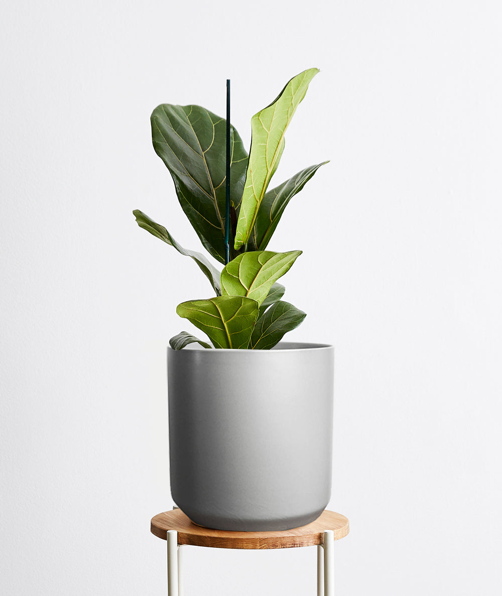 Fiddle-Leaf Fig