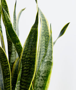 Golden Snake Plant - Ansel & Ivy