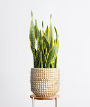 Load image into Gallery viewer, Snake Plant, sansevieria zeylanica, sansevieria laurentii houseplant. The best house plants for beginners. Shop online and choose from allergy-reducing, air-purifying, and easy-to-grow houseplants anyone can enjoy. Free shipping on orders $100+.