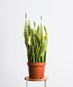 Golden Snake Plant