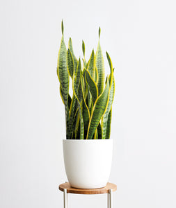 Golden Snake Plant - Ansel & Ivy