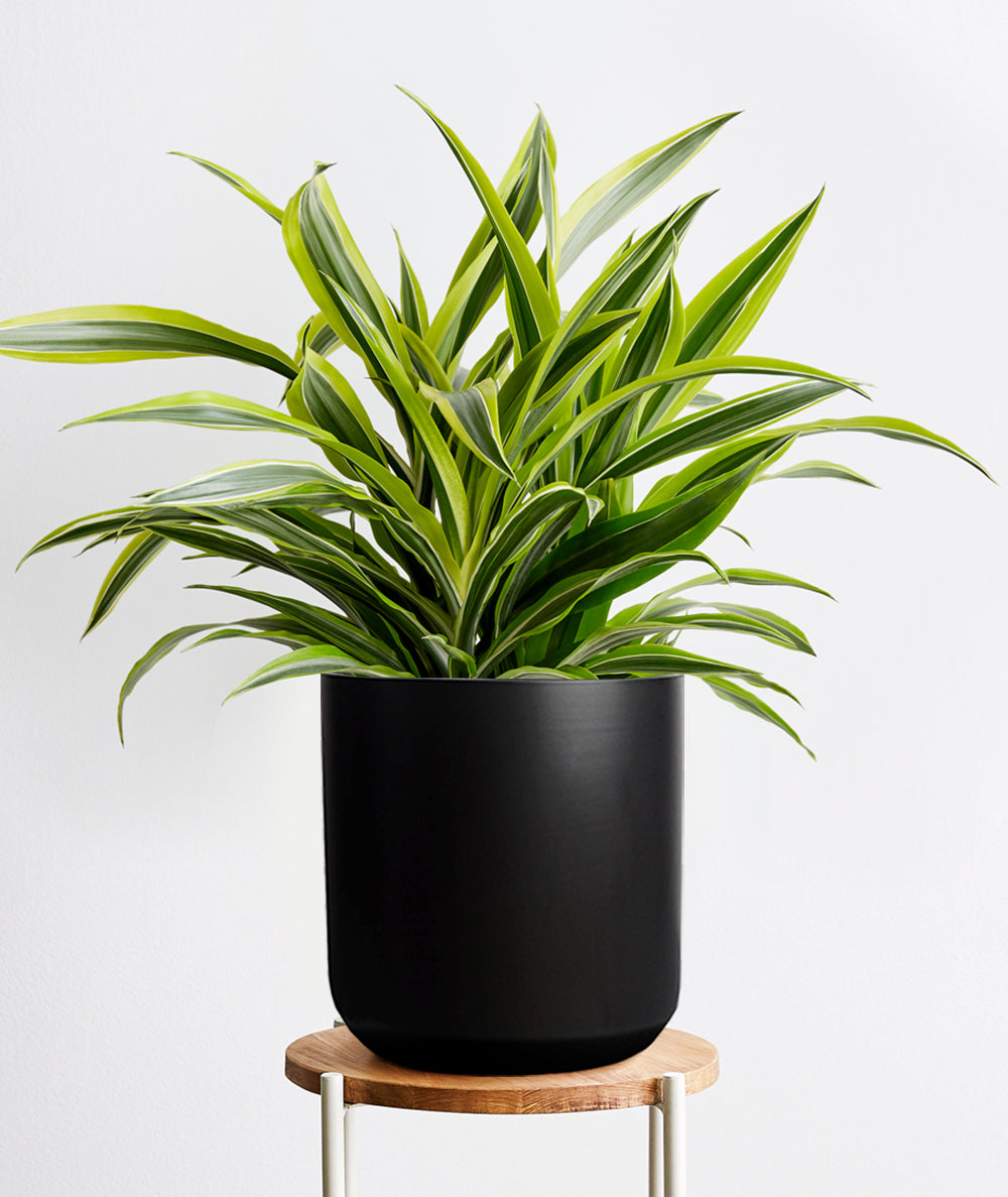 Lemon Lime Dracaena