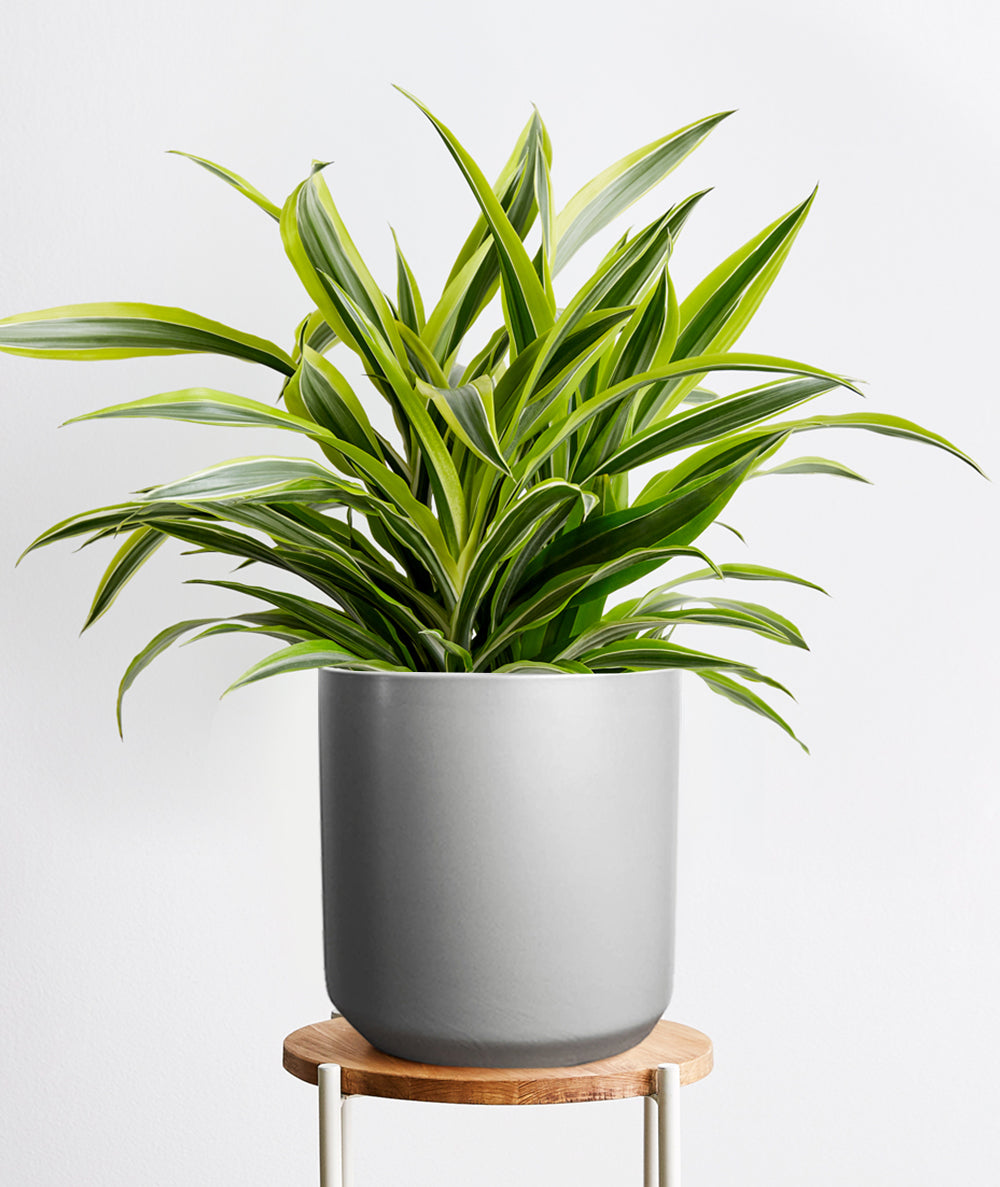 Lemon Lime Dracaena