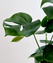 Load image into Gallery viewer, Monstera - Ansel & Ivy